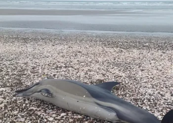 Alerta ambiental: Varamientos de delfines comunes en la Bahía de San Antonio