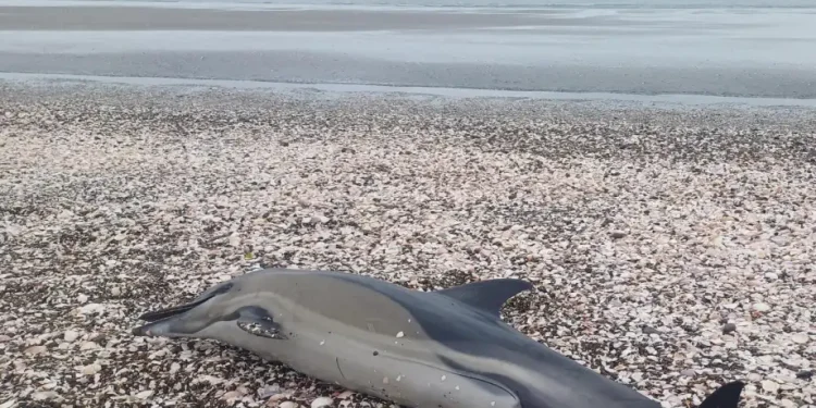 Alerta ambiental: Varamientos de delfines comunes en la Bahía de San Antonio