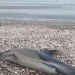 Alerta ambiental: Varamientos de delfines comunes en la Bahía de San Antonio