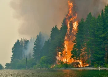 Declaran la emergencia ígnea en cuatro provincias por incendios en la Patagonia