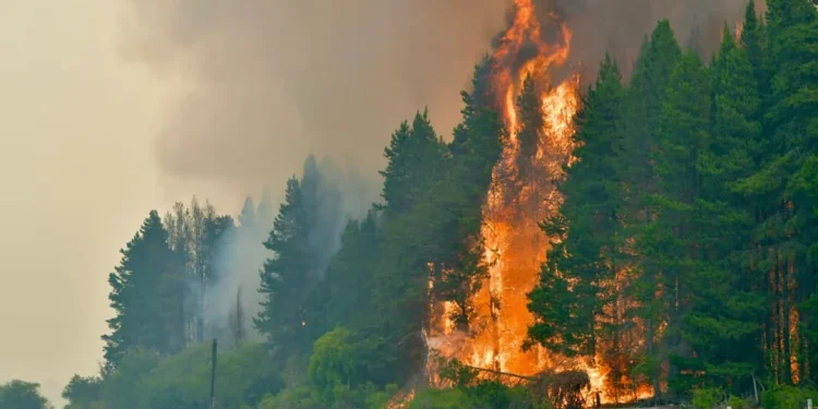 Declaran la emergencia ígnea en cuatro provincias por incendios en la Patagonia