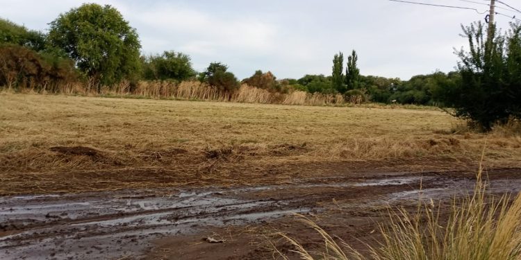 Tras el reclamo vecinal, Coronel Suárez realizó el mantenimiento en el sector ribereño de Cerro Ceferino