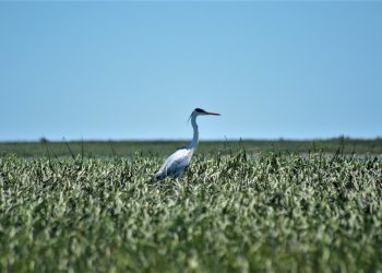 Día de los humedales. ¿Qué estamos celebrando?