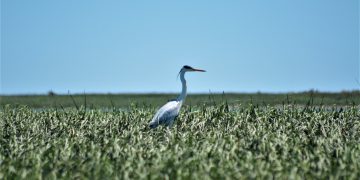 Día de los humedales. ¿Qué estamos celebrando?