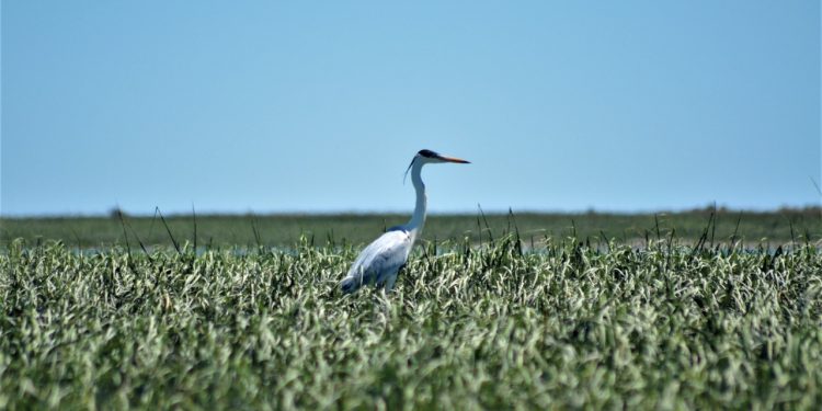 Día de los humedales. ¿Qué estamos celebrando?