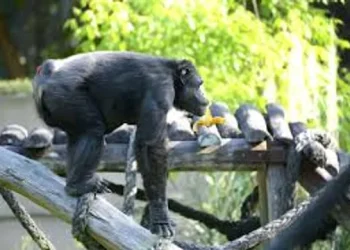 Tristeza: murió Tomy, el histórico chimpancé del ex Zoológico de La Plata