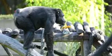 Tristeza: murió Tomy, el histórico chimpancé del ex Zoológico de La Plata