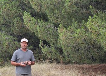 Del bosque costero a Europa: el emprendedor que exporta piñones desde Claromecó