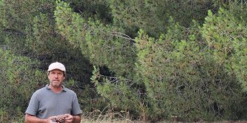 Del bosque costero a Europa: el emprendedor que exporta piñones desde Claromecó