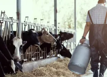 Día del Tambero: ¿por qué se celebra el 23 de febrero en la Argentina?