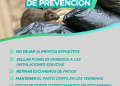 Bromatología y Zoonosis: Recomendaciones para prevenir la presencia de roedores