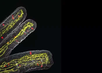 Descubren cómo las células del intestino avisan al cerebro para que corte el hambre cuando hay una infección
