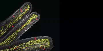 Descubren cómo las células del intestino avisan al cerebro para que corte el hambre cuando hay una infección