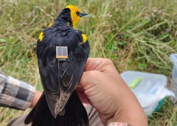 Colocan transmisores GPS para estudiar un ave en peligro de extinción