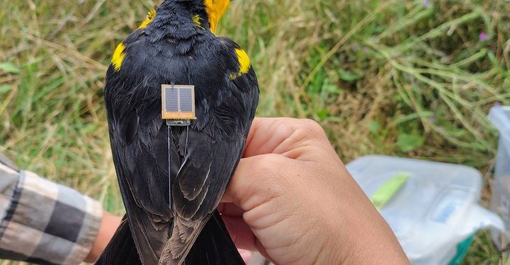 Colocan transmisores GPS para estudiar un ave en peligro de extinción