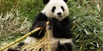 Día del Oso Panda: ¿Por qué se celebra el 16 de marzo?