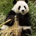 Día del Oso Panda: ¿Por qué se celebra el 16 de marzo?