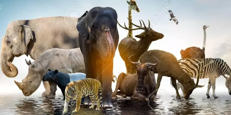 Día Mundial de la Vida Silvestre: ¿por qué se celebra el 3 de marzo?