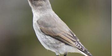 El COA Villa Ventana lanza «Ave del Mes»: una iniciativa para poner en valor la biodiversidad de la Comarca