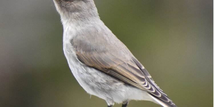 El COA Villa Ventana lanza «Ave del Mes»: una iniciativa para poner en valor la biodiversidad de la Comarca