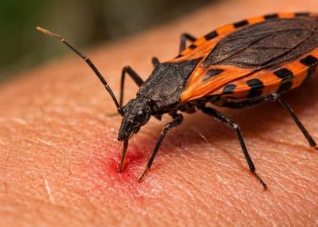 Día Mundial de la Enfermedad de Chagas: ¿por qué se conmemora el 14 de abril?