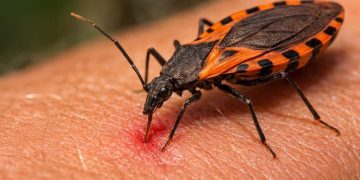 Día Mundial de la Enfermedad de Chagas: ¿por qué se conmemora el 14 de abril?