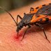Día Mundial de la Enfermedad de Chagas: ¿por qué se conmemora el 14 de abril?