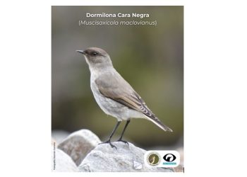 El COA lanza «Ave del Mes»: una iniciativa para poner en valor la biodiversidad de la Comarca