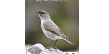 El COA lanza «Ave del Mes»: una iniciativa para poner en valor la biodiversidad de la Comarca