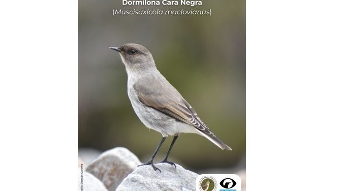 El COA lanza «Ave del Mes»: una iniciativa para poner en valor la biodiversidad de la Comarca