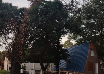 Arbolado público en Coronel Suárez: el municipio es el responsable legal ante el riesgo de los ejemplares añosos