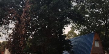 Arbolado público en Coronel Suárez: el municipio es el responsable legal ante el riesgo de los ejemplares añosos