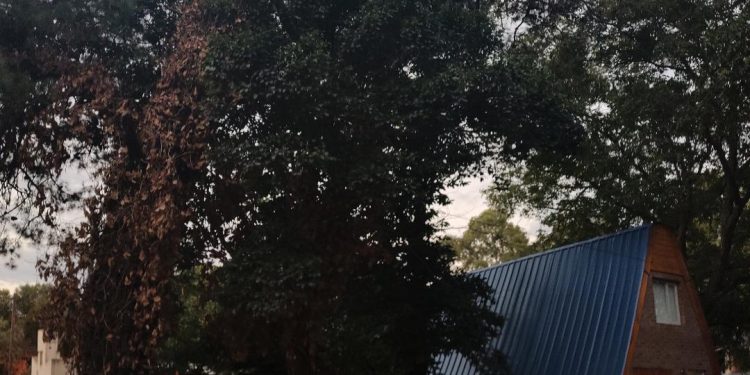 Arbolado público en Coronel Suárez: el municipio es el responsable legal ante el riesgo de los ejemplares añosos