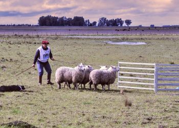 El arte del pastoreo: la destreza de los perros arrieros llega a la Rural de Tornquist