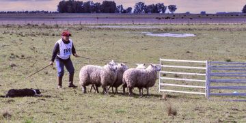 El arte del pastoreo: la destreza de los perros arrieros llega a la Rural de Tornquist