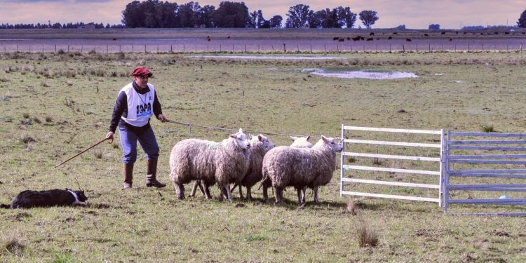 El arte del pastoreo: la destreza de los perros arrieros llega a la Rural de Tornquist