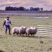 El arte del pastoreo: la destreza de los perros arrieros llega a la Rural de Tornquist