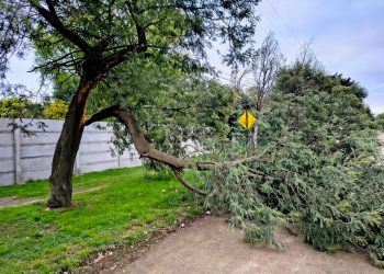 Preocupación en Villa Arcadia: Vecinos denuncian árboles en riesgo tras la última tormenta