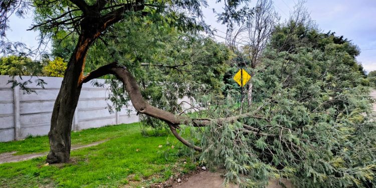Preocupación en Villa Arcadia: Vecinos denuncian árboles en riesgo tras la última tormenta