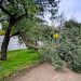 Preocupación en Villa Arcadia: Vecinos denuncian árboles en riesgo tras la última tormenta