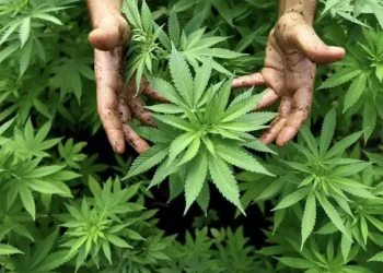 Día Mundial de la Marihuana: ¿por qué se celebra el 20 de abril?