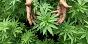 Día Mundial de la Marihuana: ¿por qué se celebra el 20 de abril?