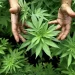 Día Mundial de la Marihuana: ¿por qué se celebra el 20 de abril?