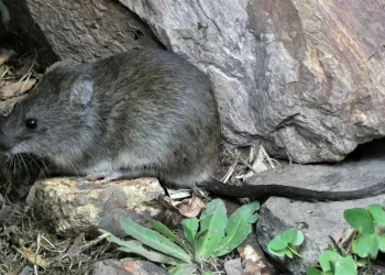 Se confirmó un fallecido por leptospirosis en Córdoba