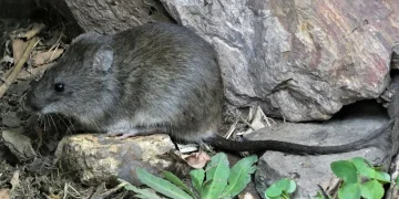 Se confirmó un fallecido por leptospirosis en Córdoba