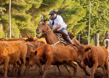 Vuelve la tradición a Tornquist: los Caballos Criollos y el Aparte Campero protagonizan una Rural para toda la familia