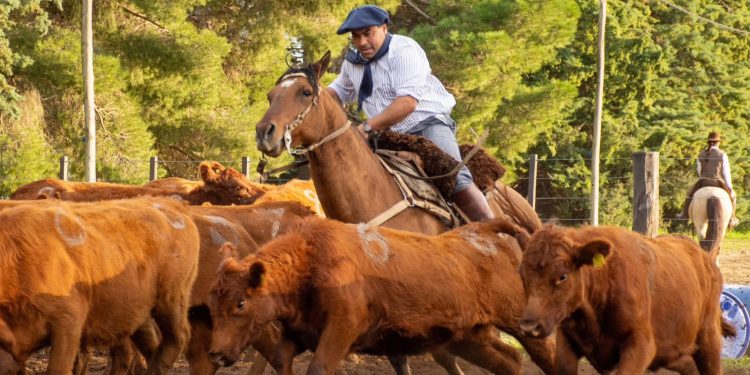 Vuelve la tradición a Tornquist: los Caballos Criollos y el Aparte Campero protagonizan una Rural para toda la familia