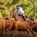 Vuelve la tradición a Tornquist: los Caballos Criollos y el Aparte Campero protagonizan una Rural para toda la familia