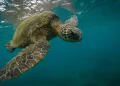 Parecían simples escudos naturales, pero los caparazones de las tortugas almacenan datos que reconstruyen el pasado climático