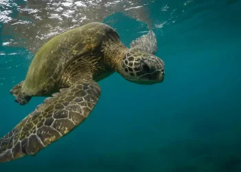 Parecían simples escudos naturales, pero los caparazones de las tortugas almacenan datos que reconstruyen el pasado climático
